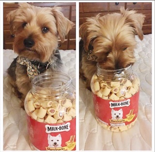 Bánh thưởng Maro Snacks Milk Bone CHO CHÓ MÈO