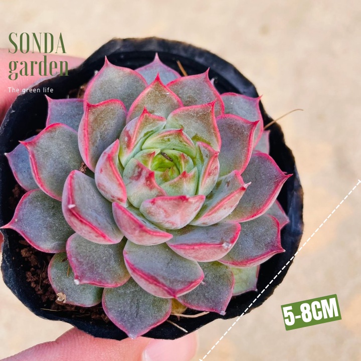 Sen đá hoa hồng đỏ SONDA GARDEN size bé 5-8cm, xuất xứ Đà Lạt, khoẻ đẹp, lỗi 1 đổi 1