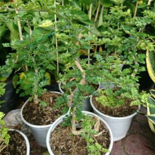 Cần Thăng (Bonsai ) nhỏ