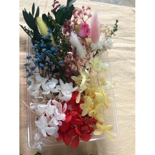 Hoa khô mix nhiều màu (15 mẫu)