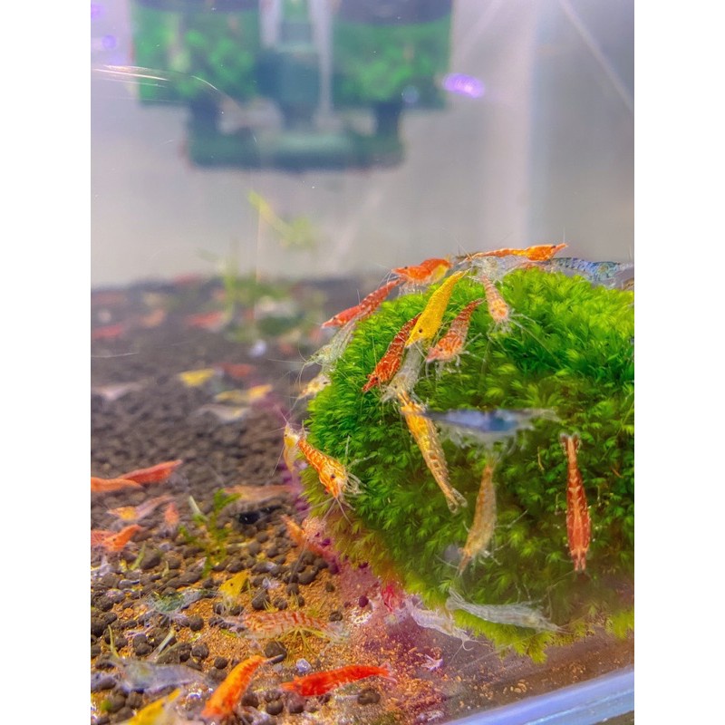 Tép Loạn Màu cho bể thủy sinh