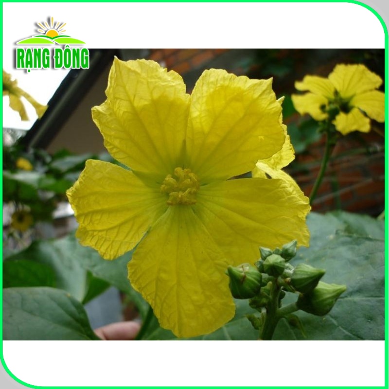 Hạt giống Mướp Siêu Nụ dễ chăm sóc, nụ cứng, dễ vận chuyển, trồng quanh năm (gói 1gr) - Hạt giống Rạng Đông