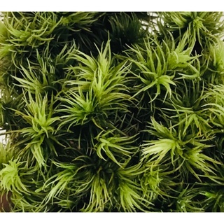 Hộp Rêu cỏ mây làm terrarium