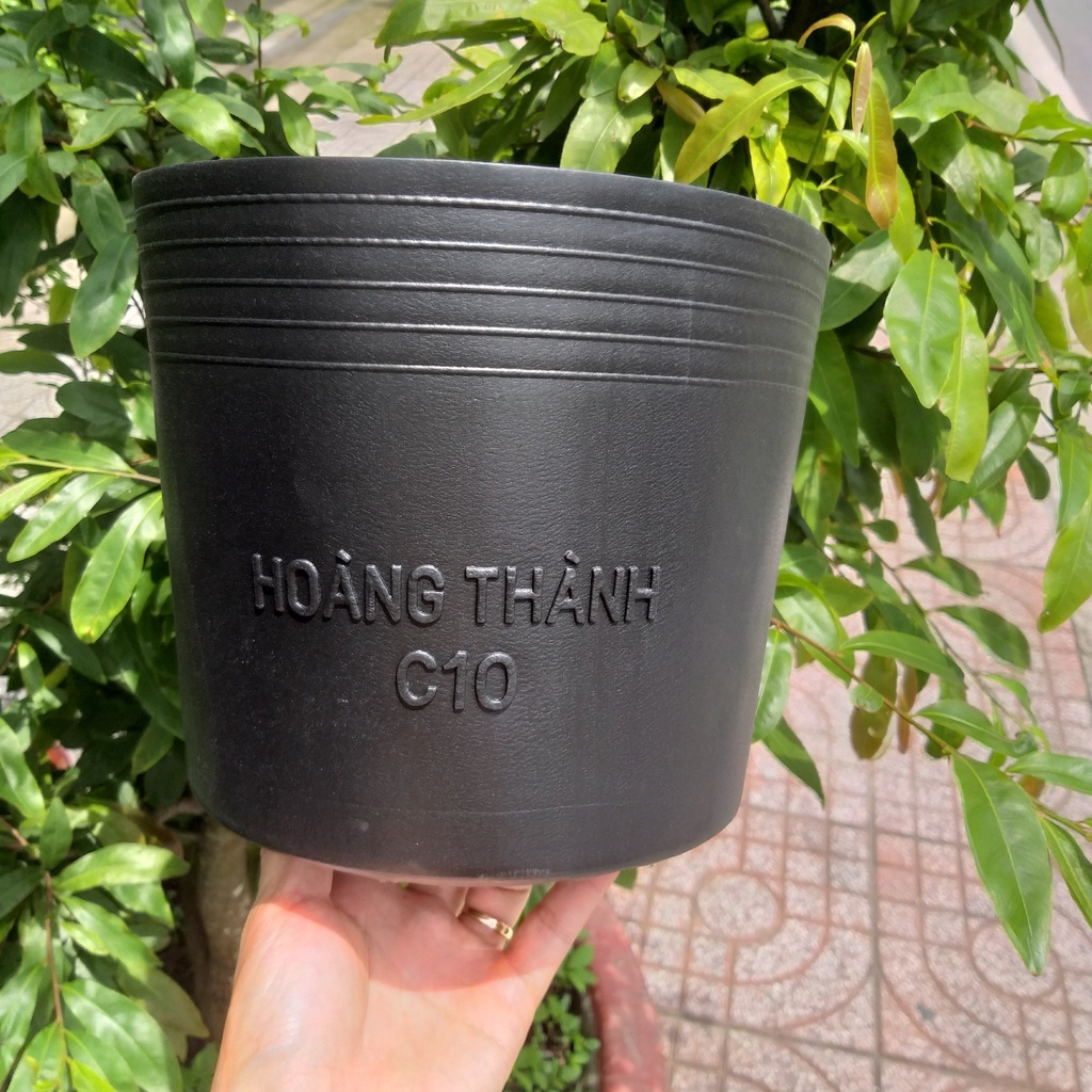 Chậu nhựa C10 đen trồng cây, trồng rau, chậu trồng hoa Vạn Thọ TẾT