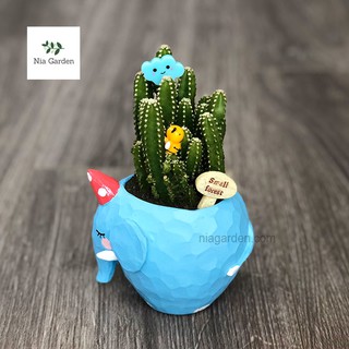 Chậu voi xanh để bàn - chậu trồng cây voi (hàng xưởng VN)