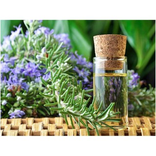 hạt giống Cây hương thảo f1