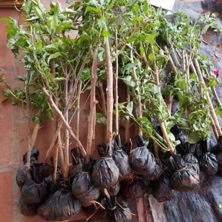 Hoa giấy thái leo tường