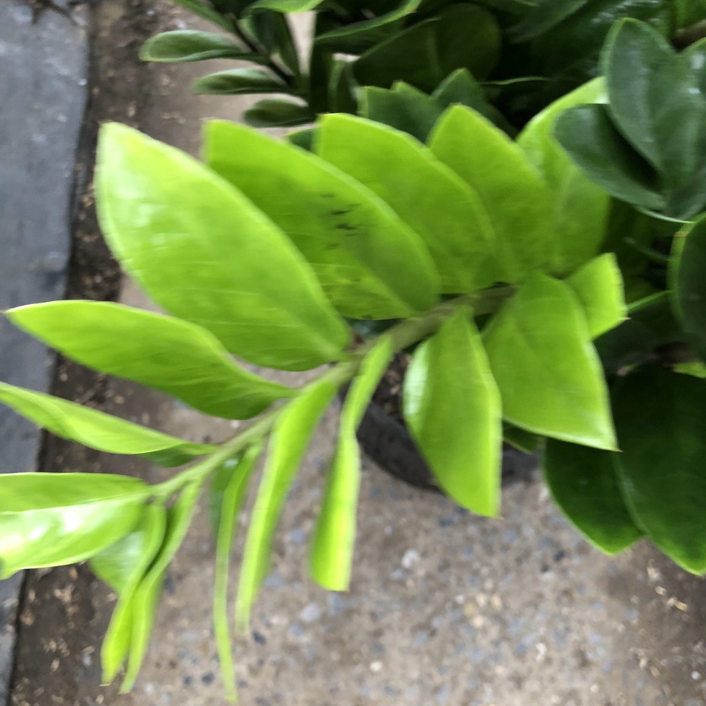 Cây kim tiền cỡ to, cao 60cm bụi thân to mập mạp dễ chăm sóc mang tài lộc may mắn, thích hợp trang trí nội thất