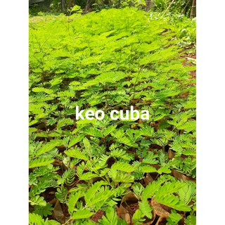 Hạt giống keo dậu (keo cuba)