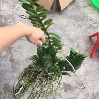 Hoa phong lan cù lao minh