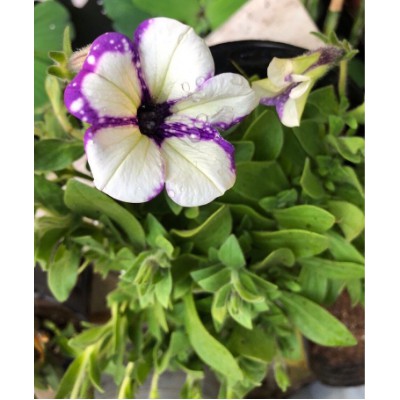 Combo 10 cây hoa Dạ Yên Thảo cấy mô hoa cánh đơn mix nhiều màu-UtNho