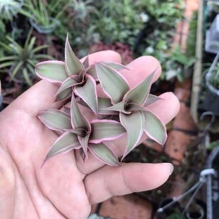 Dứa phụng mini, Cryptanthus, dứa màu, kiểng lá, terarrium, bán cạn