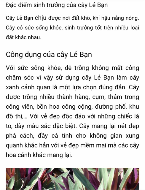 Cây lẻ bạn