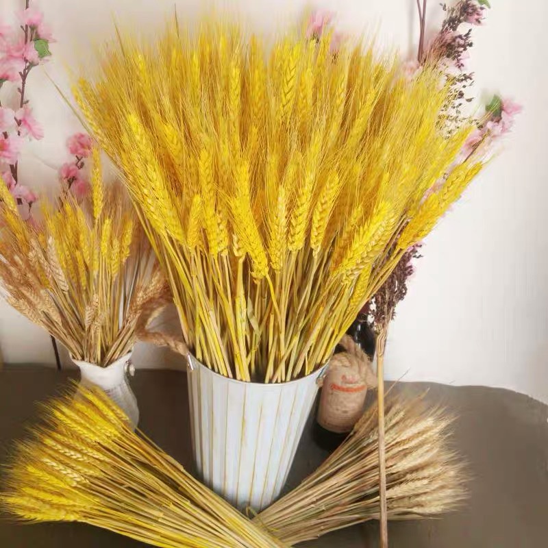 BÓ 100 BÔNG LÚA MẠCH trang trí nhà cửa trang nhã - BỘ 10 ĐÈN LED LÚA MẠCH PHÁT SÁNG