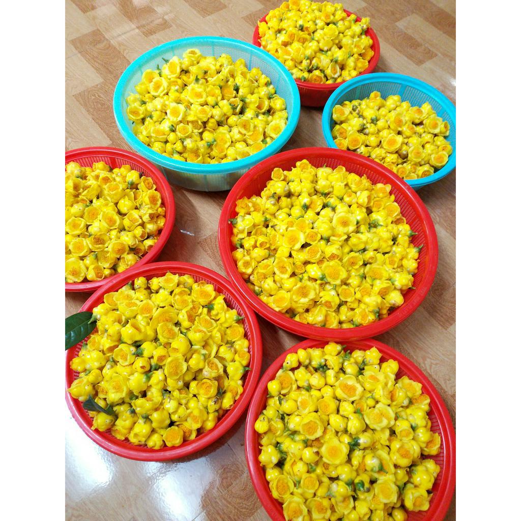 Cây giống trà hoa vàng Ba Chẽ Quảng Ninh cây cao 20-25cm #trà_hoa_vàng_ba_chẽ #cây_giống