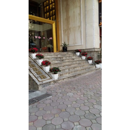 Chậu nhựa vuông loại dày đẹp V16, V20