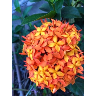 Cây bông trang mỹ cam - cao từ 30-70cm (hoa mẫu đơn)