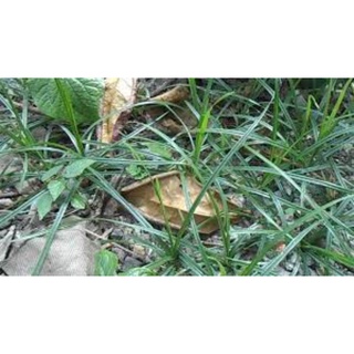 1KG Cây Cỏ Gâú Khô