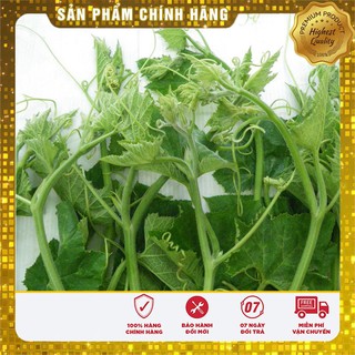Hạt giống Bí Siêu Ngọn 20gram [Bán Sỉ]