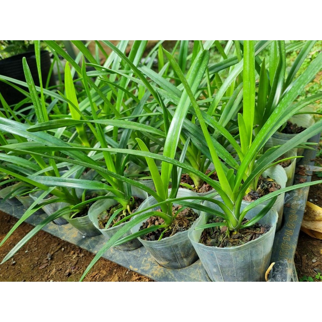 combo 10 chậu phong lan kiếm 10 loại cao 30 cm giá siêu rẻ