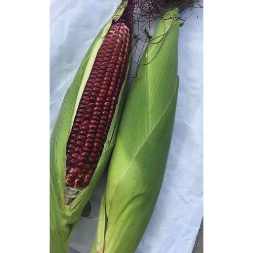 HẠT GIỐNG BẮP THẢO DƯỢC F1 RỒNG ĐỎ - GÓI 10 GRAM