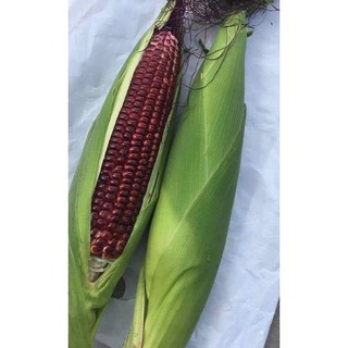 HẠT BẮP THẢO DƯỢC F1 RỒNG ĐỎ - GÓI 10 GRAM