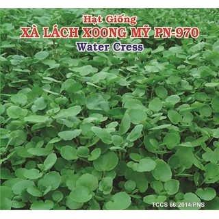 Hạt giống xà lách xoong Mỹ PN-970 water cress (1gr)