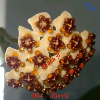 cẩm cù Hoya