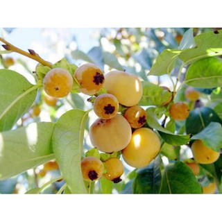 CÂY GIỐNG CÂY THỊ THƠM, QUẢ NGỌT