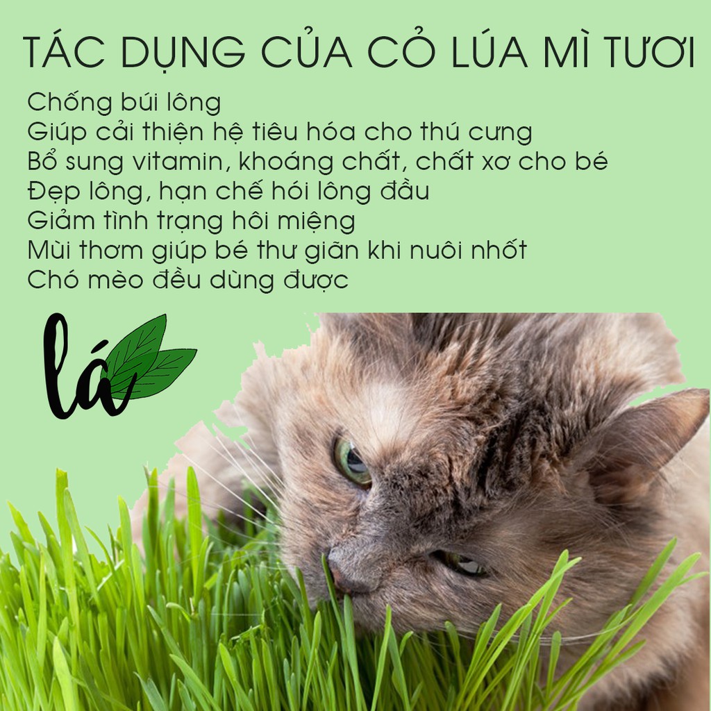 Cỏ mèo tươi trồng sẵn - Bổ sung chất xơ vitamin, chống búi lông, hỗ trợ tiêu hóa