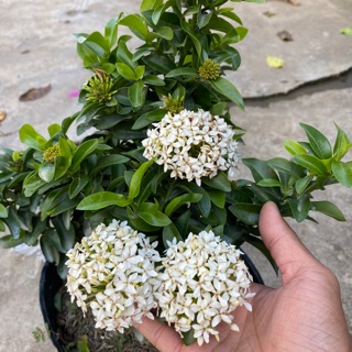 Bông trang trắng lá nhỏ