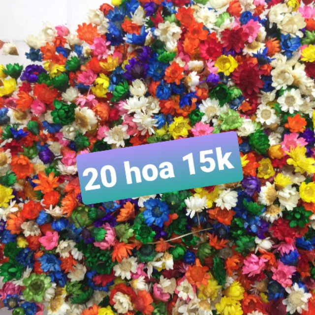 Hoa tuyết nhiệt đới Brazil (snowy, glixia) khô màu đẹp dùng trang trí resin handmade