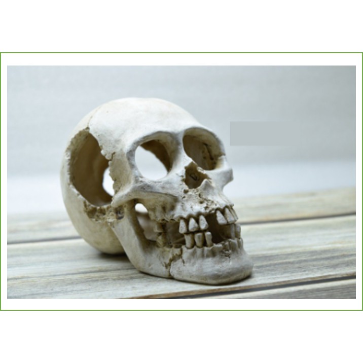 Đầu lâu trang trí thuỷ sinh_tank_chuồng_lồng