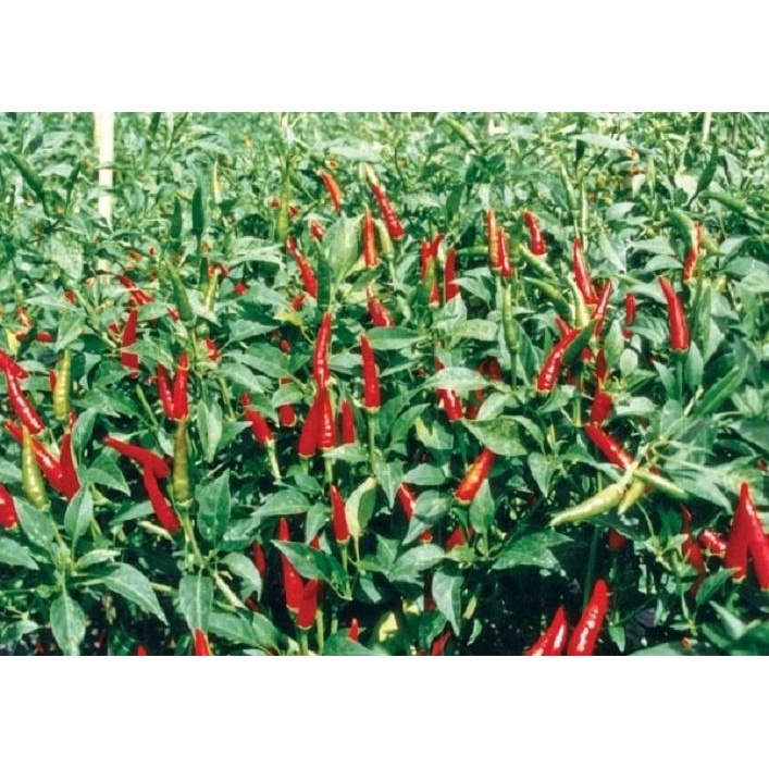 [FreeShip] Hạt Giống Ớt Chỉ Thiên F1 Siêu Cay - Năng Suất Cao - gói 100 Hạt