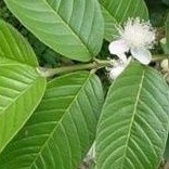100g lá ổi tươi/khô hỗ trợ giảm cân, đường tiêu hóa