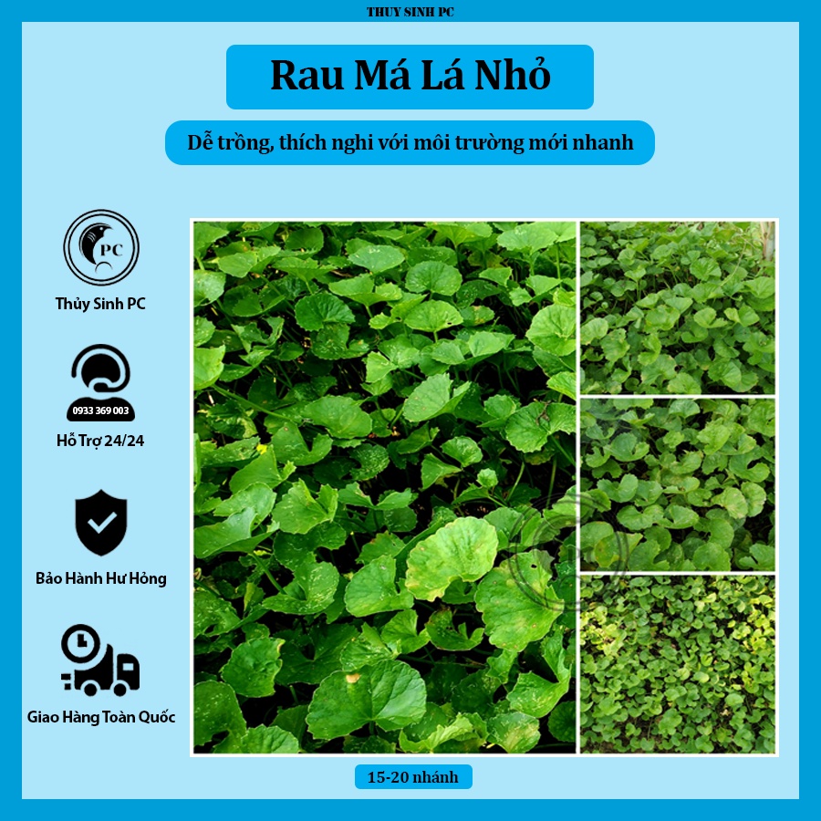Rau má lá nhỏ