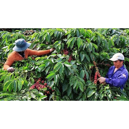 Cà phê nhân sống, sạch - 1Kg cà phê nhân từ Tây Nguyên, cà phê nhân Lâm Đồng - 1kg cà phê hạt | BigBuy360 - bigbuy360.vn