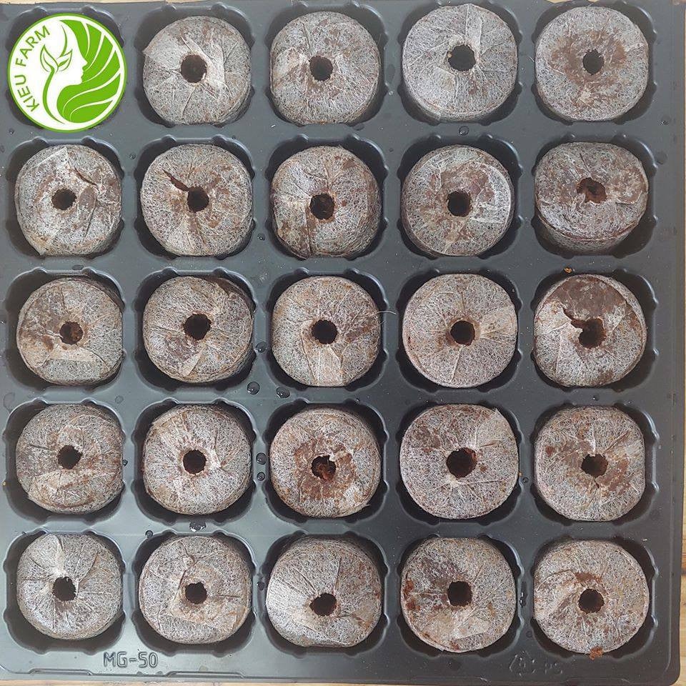 Combo khay và 50 viên nén xơ dừa ươm hạt_Kieufarm