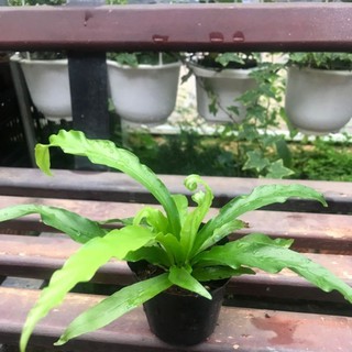 chậu dương xỉ rồng