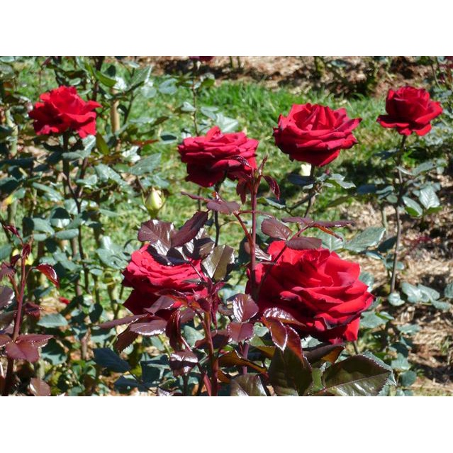 GỐC HOA Hồng Nhung+ Tặng kèm 3 cây chè xanh_ SHIP TÒAN QUOC