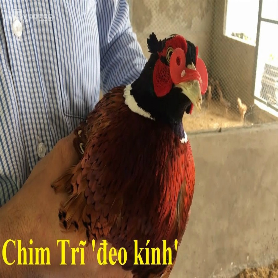 KÍNH CHO GÀ TRE CHIM TRĨ  BỘ 100 KÍNH