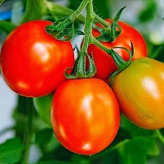 25 HẠT GIỐNG CÀ CHUA QUẢ TO
