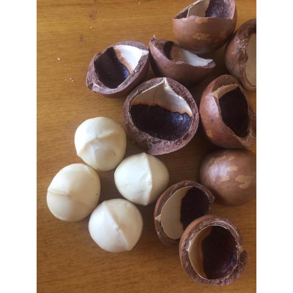 Hạt Macca  Đăk Lăk