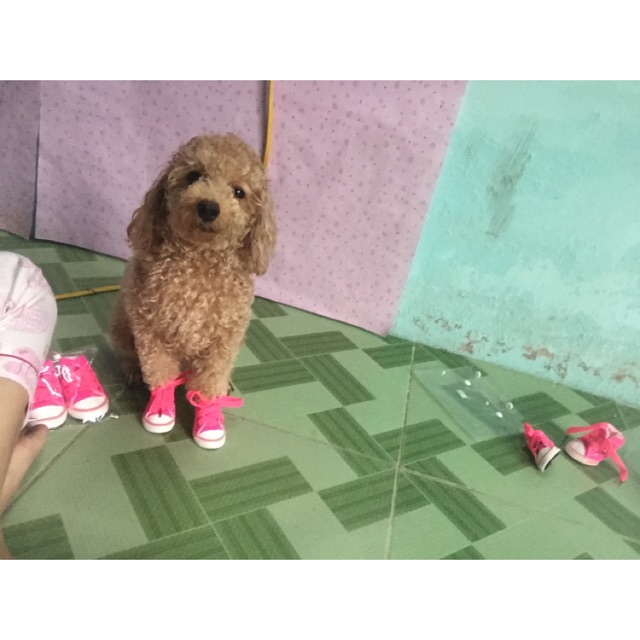 Bộ giày 4 chiếc cho Chó Mèo