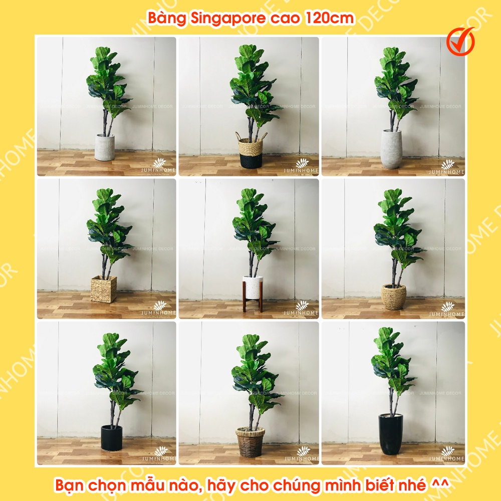 Cây giả, cây bàng singapore giả - Cây giả decor trang trí nhà cửa nội thất phòng khách phòng ngủ