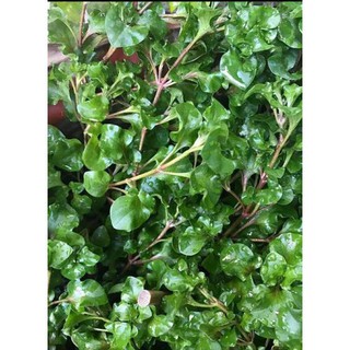 Combo 10 cây giống rau dền Nhật - Cải Xoong Nhật - giống rau bổ dưỡng cực dễ trồng