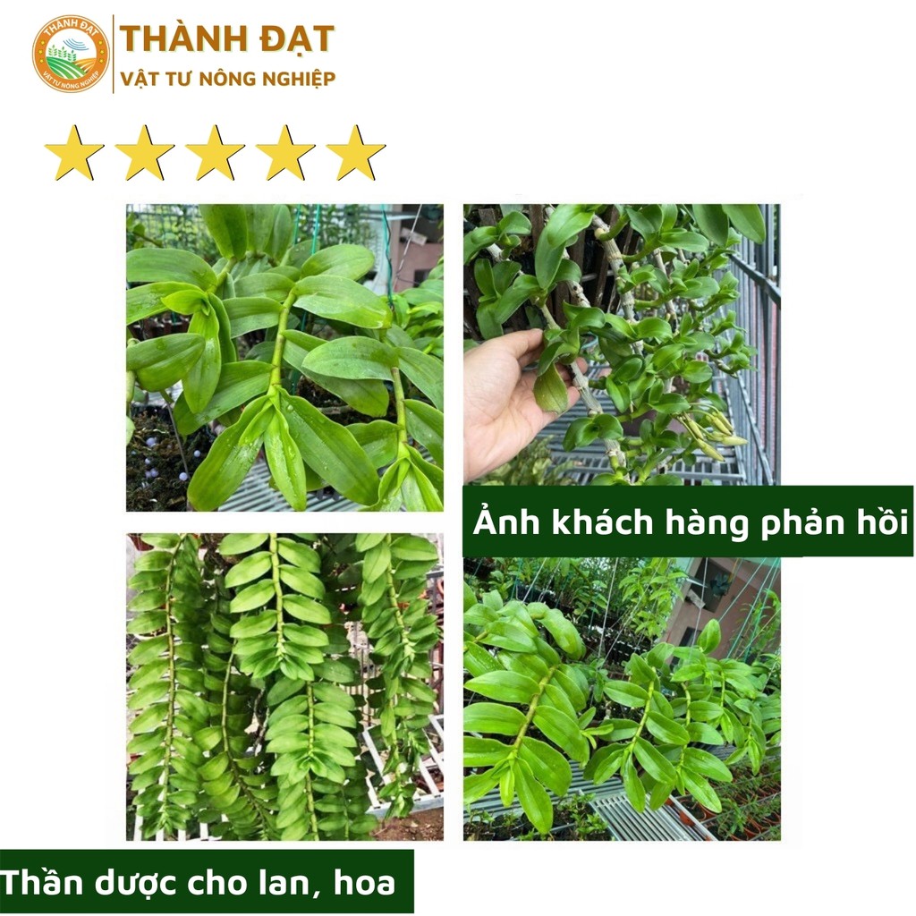 Thuốc chống thối nhũn cho lan hàng thái lan (captan)