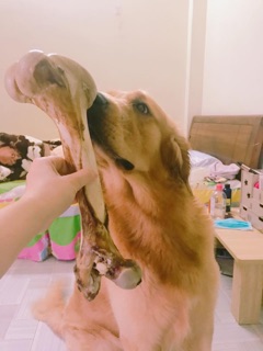 Xương bò sấy khô cho chó gặm