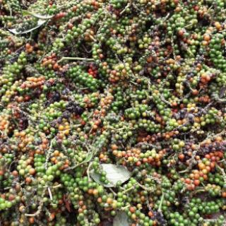 Tiêu đen Đăk Lăk (500g)