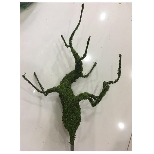 Gốc cây cao 25cm
